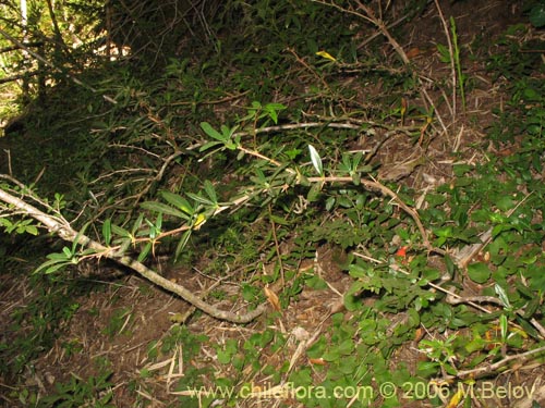 Фотография Berberis trigona (Calafate / Michay). Щелкните, чтобы увеличить вырез.